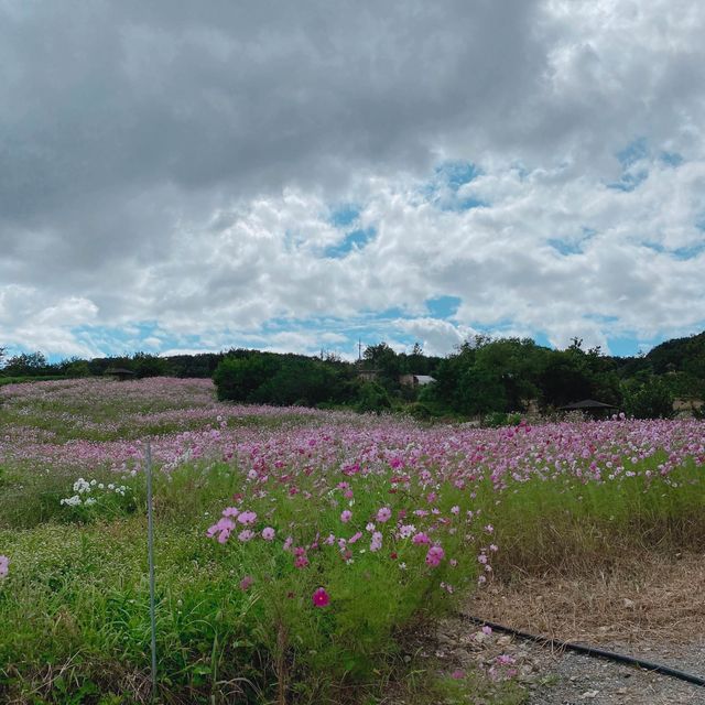 횡성 코스모스 맛집🌸