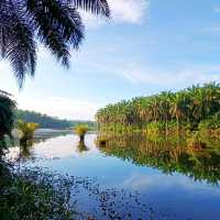 natural morning walk in palm oil plantation 
