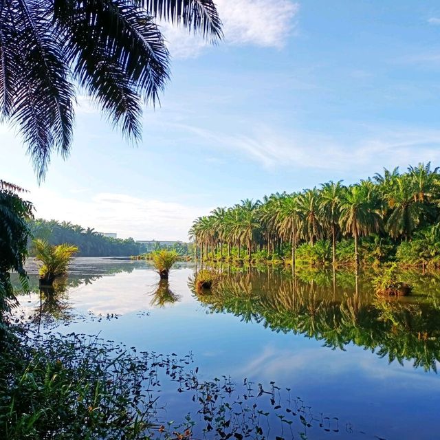 natural morning walk in palm oil plantation 