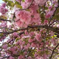 人数制限のお陰で、ゆったりと造幣局で、お花見。