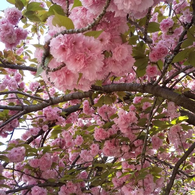 人数制限のお陰で、ゆったりと造幣局で、お花見。