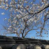 Shade of Cherry blossoms in Gyeongju