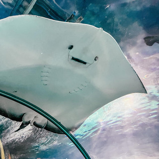 Shanghai Ocean Aquarium 