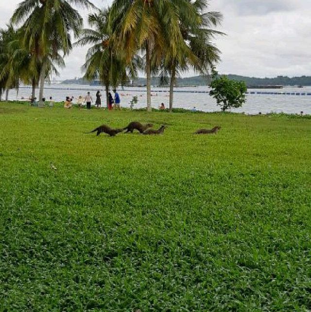 Beautiful Changi Beach Park