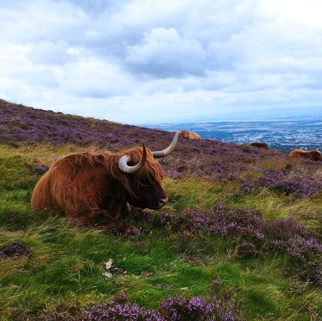 Highland Cow hike up to Allermuir hill 