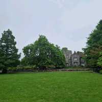 200 year-old plane tree in Canterbury