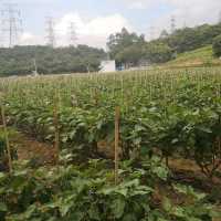 Pick your own fruit and veggies