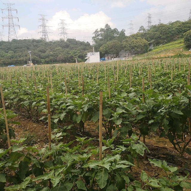 Pick your own fruit and veggies