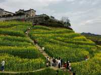 Rape Seed Flowers in Minshengcun, Pujiang