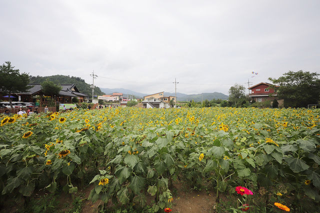 평창 메밀꽃축제 