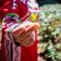 picking tea in the mountains of puer 