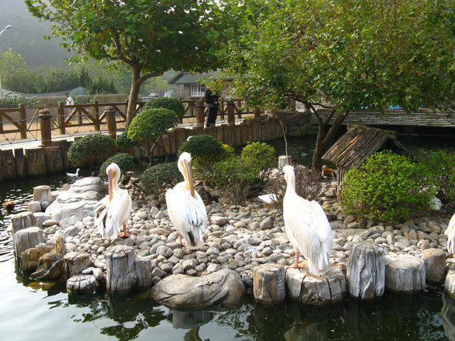 For bird lovers 