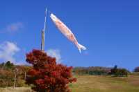 Japan free travel, hike up Mount Ibuki, autumn leaves and miscanthus are equally beautiful.