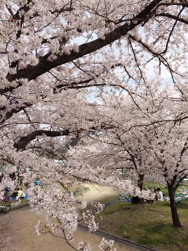 Japan Sakura Season Fukuoka Dazaifu Park