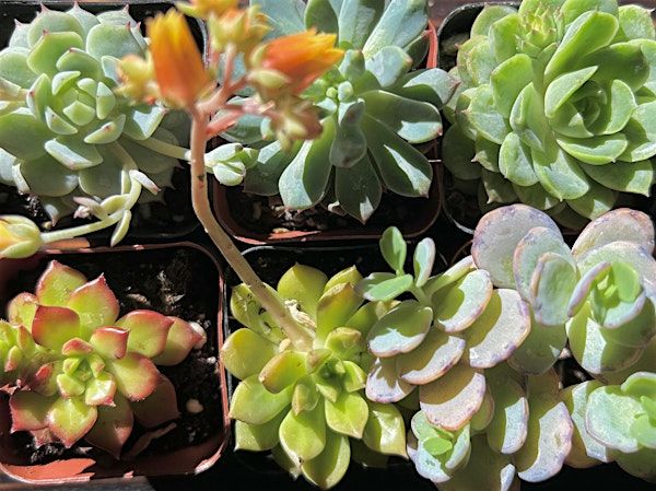 Succulent Terrarium Building Workshop at Moss Houseplants April 12th | 3008 Folsom St