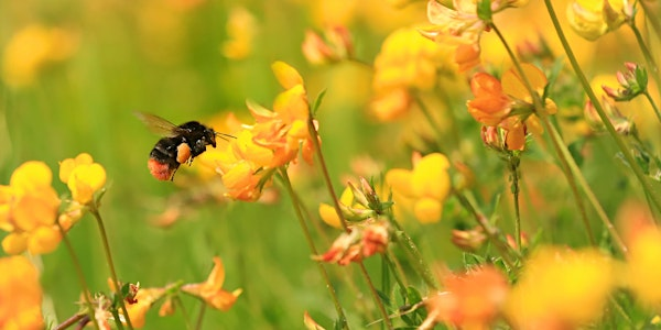 Buzz and flutter at Balloo Wetland | Balloo Wetland