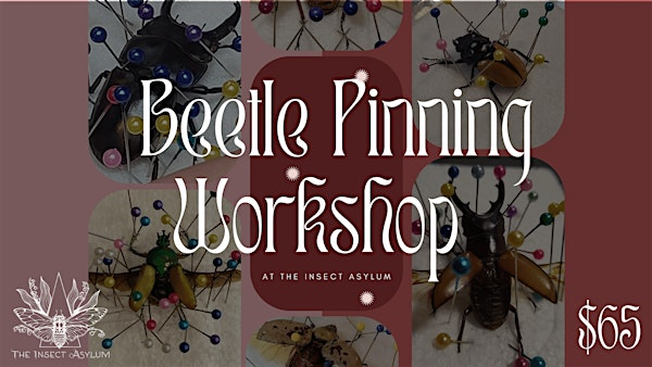 Beetle Pinning Workshop - 3rd Saturday of the Month | The Insect Asylum