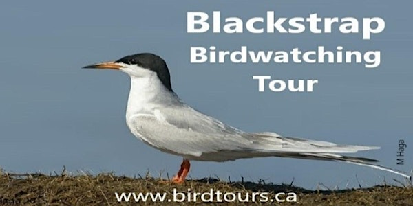 Blackstrap Birdwatching Tour | Wild Birds Unlimited