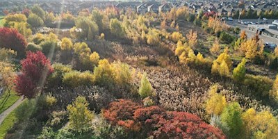 Examples of Ecological Restoration Across the City of Mississauga | O'Connor Park