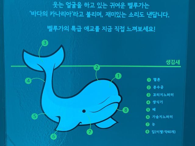 [🇰🇷, 거제] 거제 씨월드 벨루가 수중공연 🐋