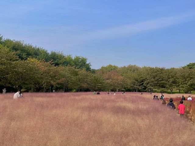 서울에서 보는 핑크뮬리💖