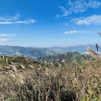 黃牛山尋芒草之旅