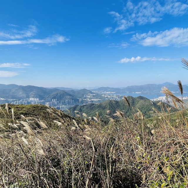 黃牛山尋芒草之旅