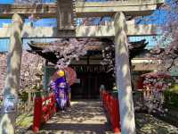 京都　京都散策旅　六孫王神社の桜に感動❗️