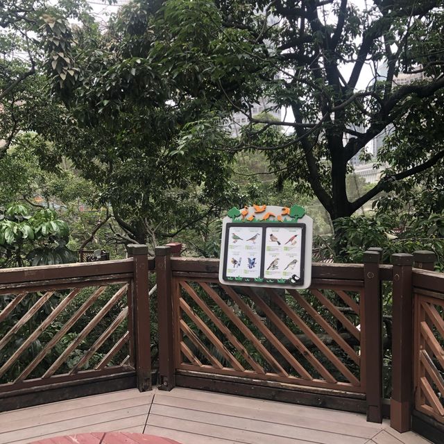 近距離觀賞雀鳥