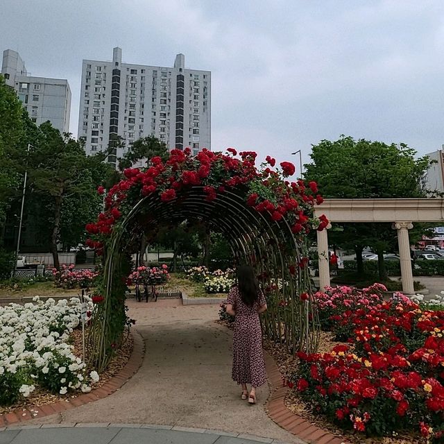 장미꽃이 만개한 올림픽공원 장미광장