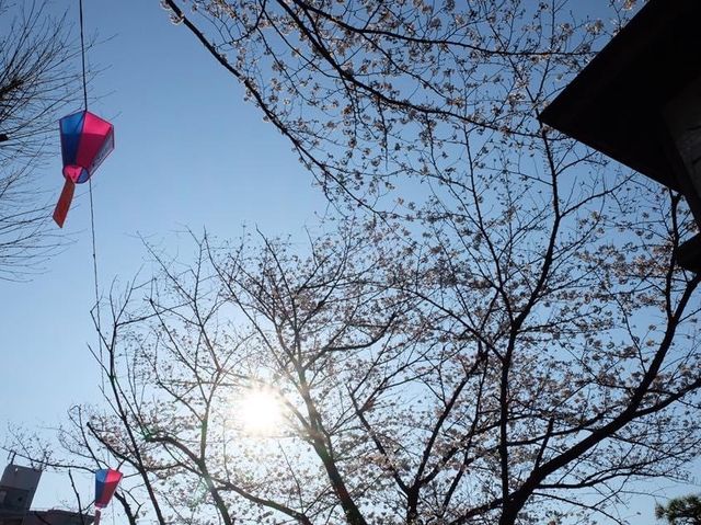 歷史悠久的賞櫻點🌸🌸📸️