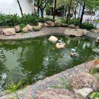 賞花的好地方-荃灣公園