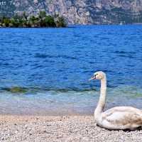意大利加爾達湖🌊 MALCESINE