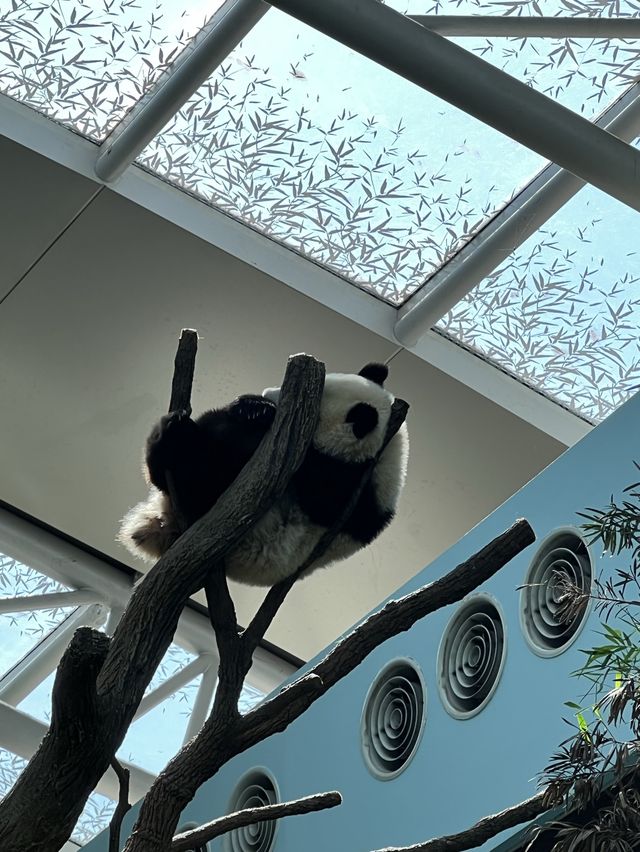Singapore Zoo 🐒🐼🐘
