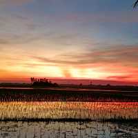Beauty of rural Bangladesh 