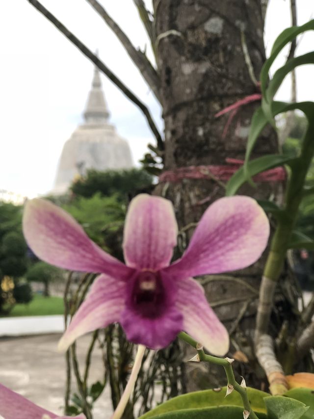 ค่ายธรรมมะวัดนามะตูม🙏🏻