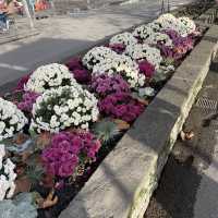 Vevey 
