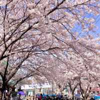 🌸보라매공원에서 도림천까지 이어진 ‘신대방벚꽃길’