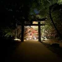 【太宰府】竈門神社の紅葉ライトアップ🍁