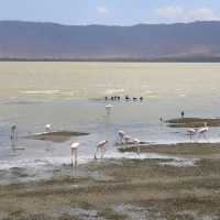 A most SPECTACULAR photo Safari in Tanzania 