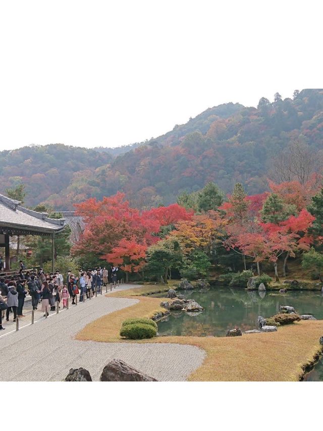 今年の京都の紅葉🍁