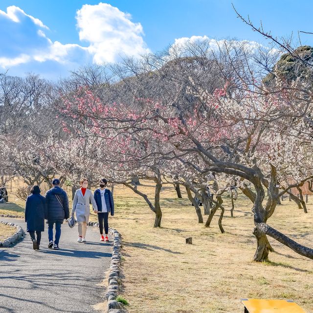 根岸森林公園の梅林を歩いて