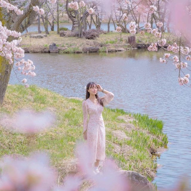 🌸벚꽃아래서 피크닉하기 좋은곳 [경주, 화랑의언덕]🌸