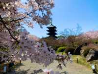 京都　京都散策旅　念願の東寺！東寺と桜のコラボに感動❗️