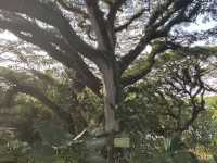 Great National Park Wonderful Indonesia