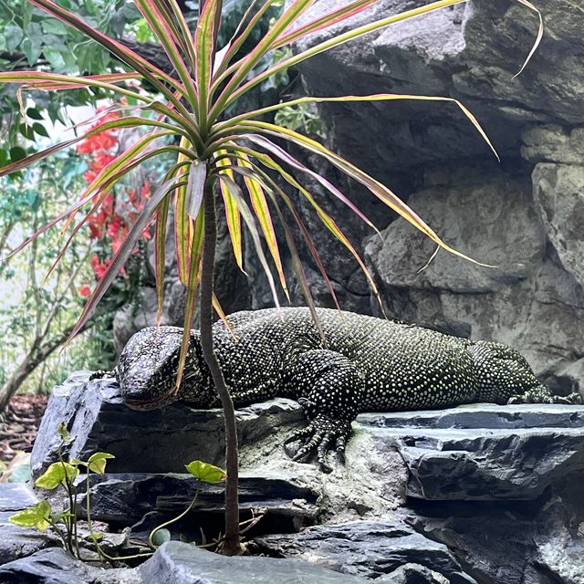 免費增進爬蟲類動物小知識