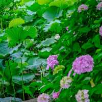 上野・不忍池のはすと紫陽花