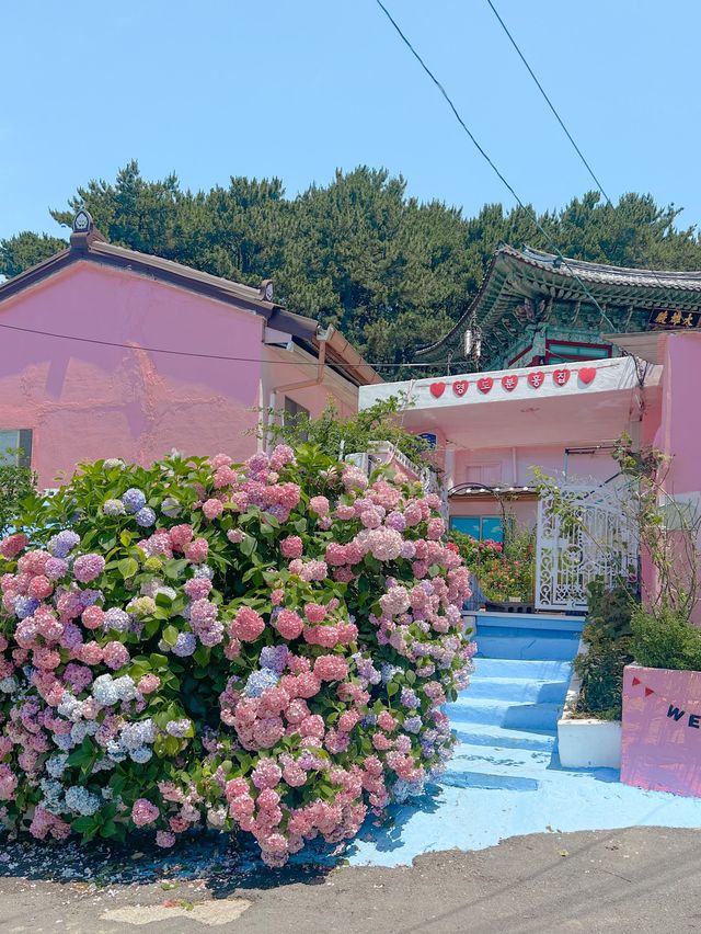 영도 분홍집 수국이 만개 했어요 💕🌿