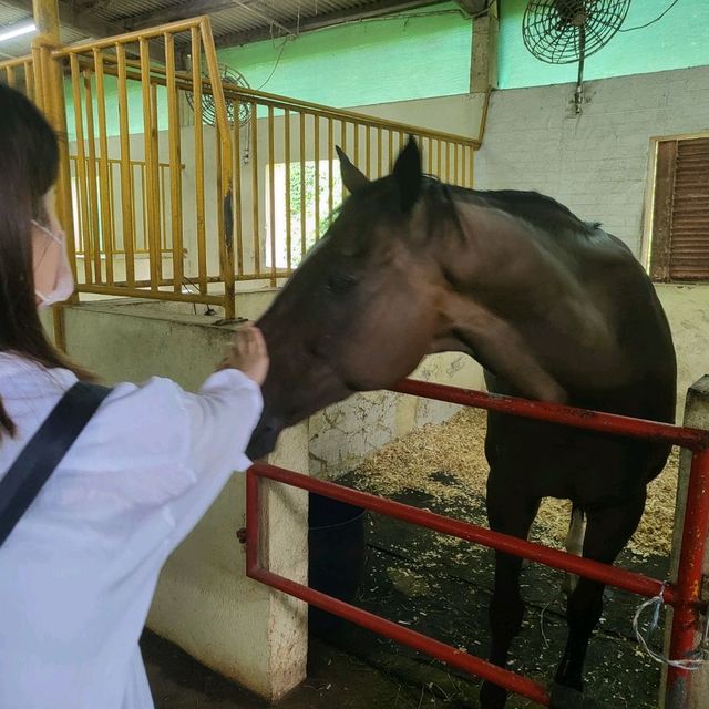 假日遊走元朗大棠半日遊