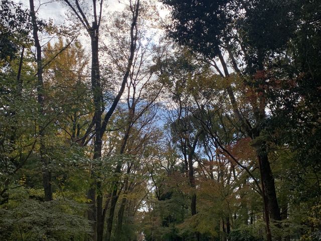 【京都】世界遺産！下鴨神社で参拝